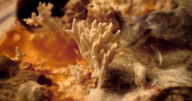 Mycélium de champignon en culture