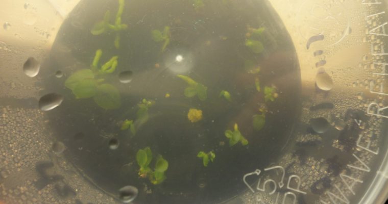 Orchidées in vitro