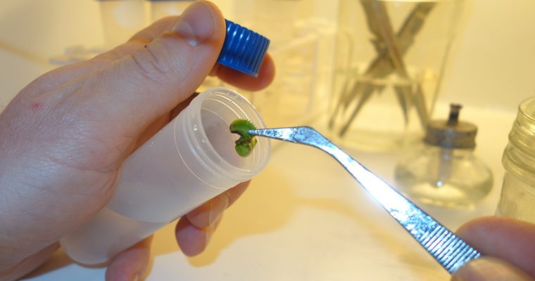 Plantes carnivores in vitro
