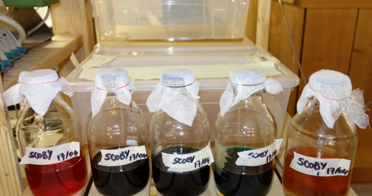 Cultures de cellulose bactérienne en bocaux