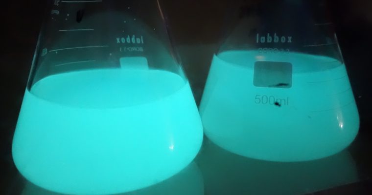 Culture bioluminescente en flacon